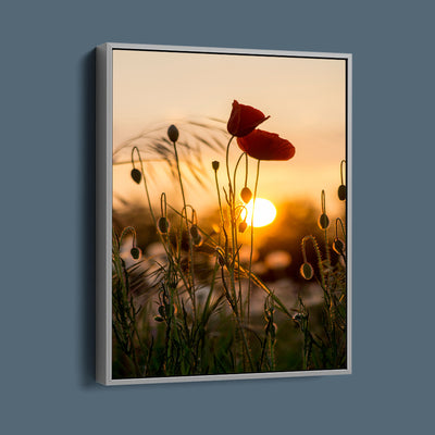 Red Poppy Sunrise